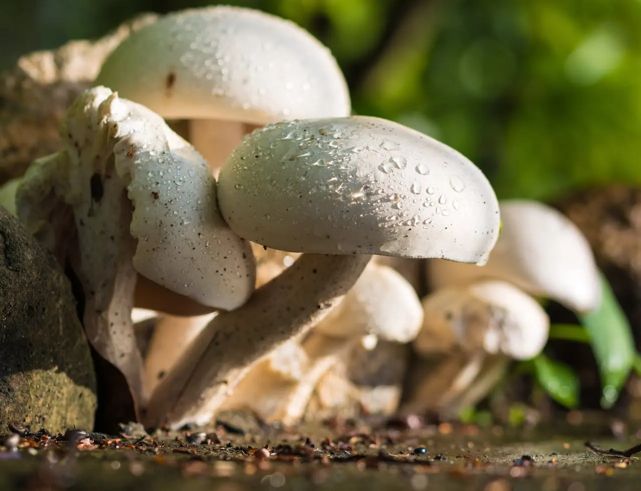 grupo de hongos medicinales blancos húmedos por el rocío de la mañana